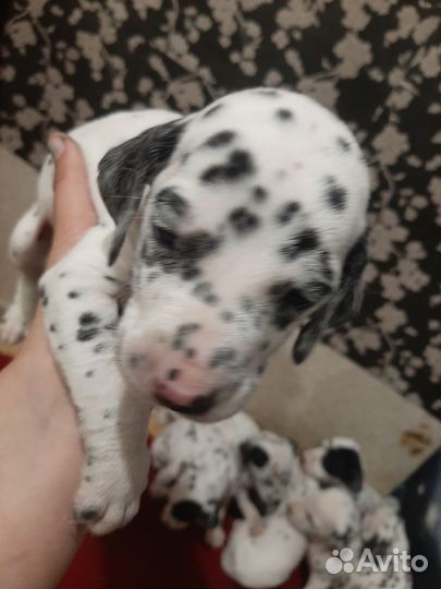 Щенки далматина