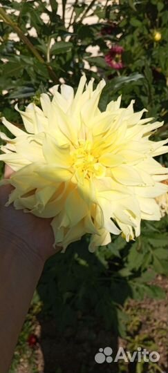 Георгины клубни