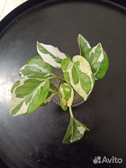 Эпипремнум эн джой