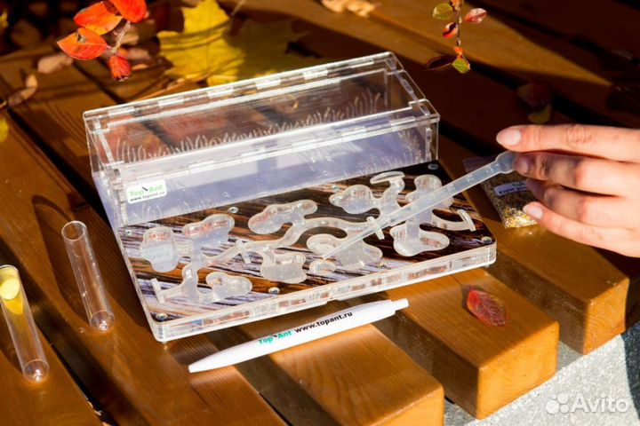 Формикарий / Муравьиная ферма