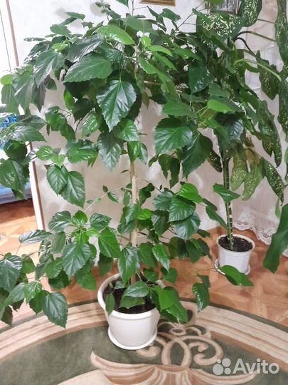 Гибискус китайская роза