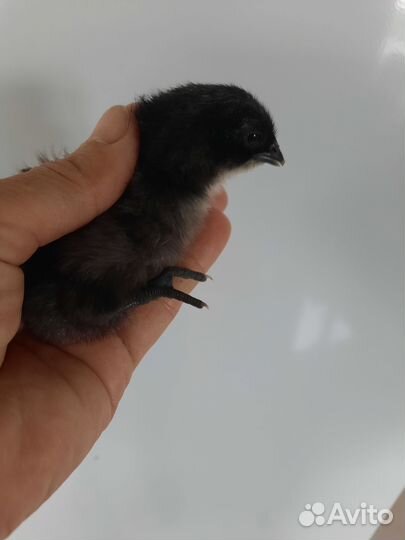 Цыплята Ухейилюй