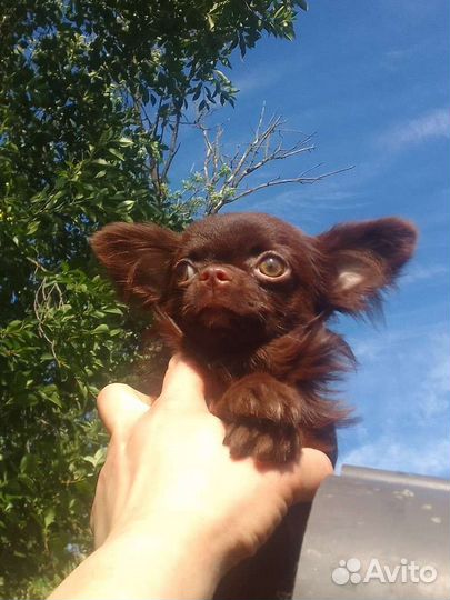 Чихуахуа мини бейби фейс Коби тип шоколадные