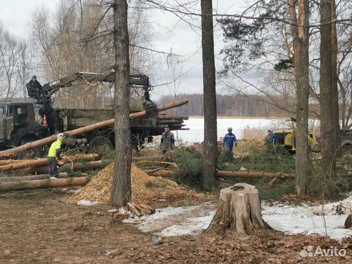 Спил деревьев. Расчистка участка