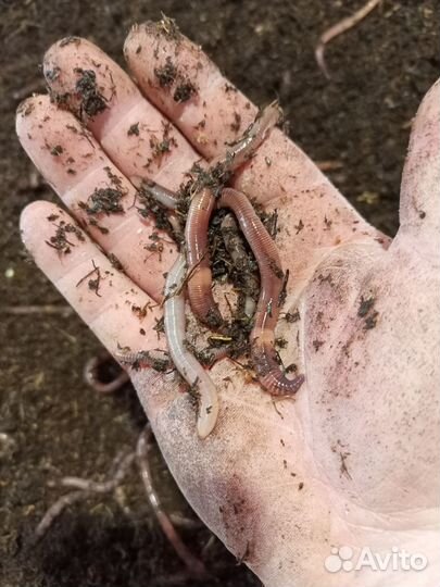 Черви дендробена