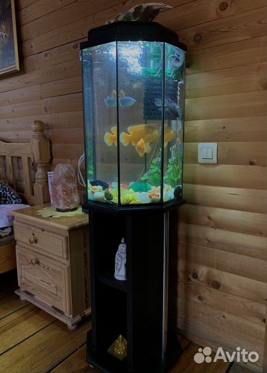Аквариум в идеальном состоянии