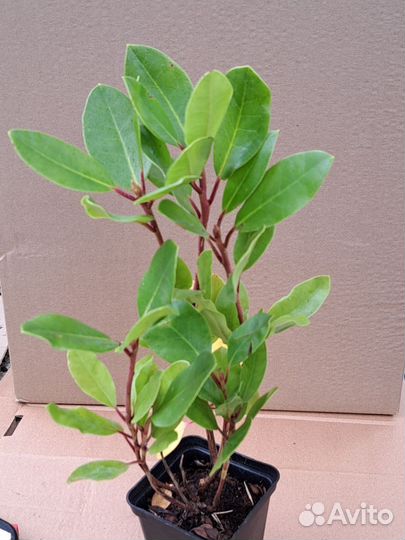 Рододендрон кэтевбинский Грандифлора