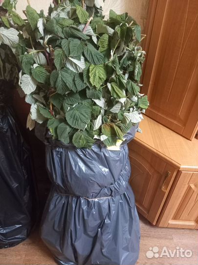 Саженцы малины