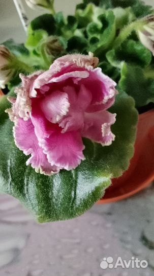 Фиалки сортовые цветущие