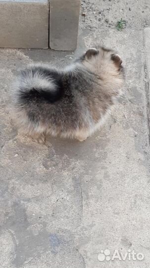 Девочка. С документами РКФ