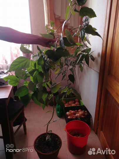 Гибискус китайская роза