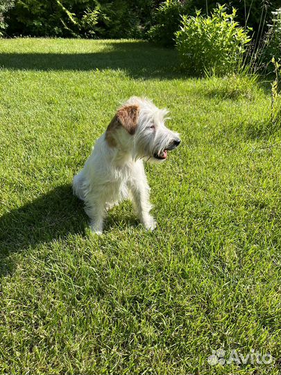 Джек рассел терьер брокен (Тося)