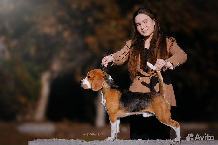 Хендлер в г.Самара