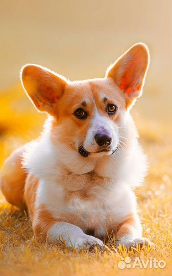 Услуги кинолога