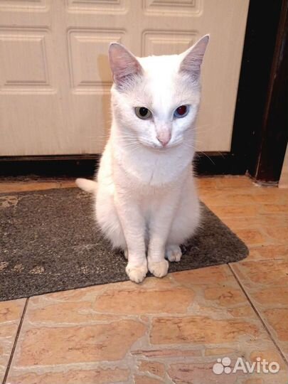 В добрые руки