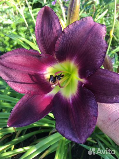 Лилейники сортовые