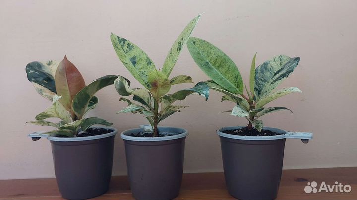 Фикусы, Кротоны Экселент, Мамми Еллоу