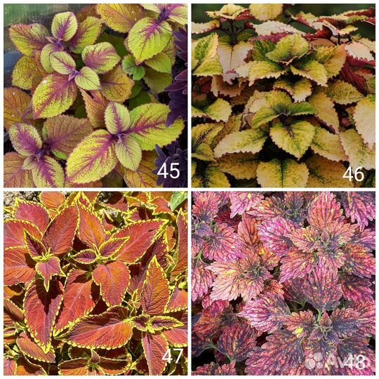 Колеусы 170 сортов Часть 2