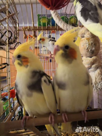 Попугай корелла птенец