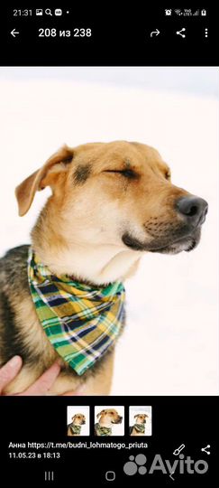 Собака бесплатно