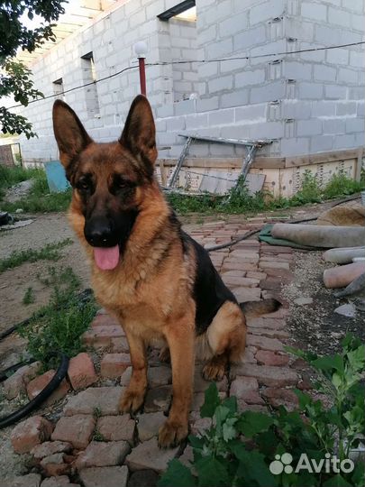 Кобель на вязку