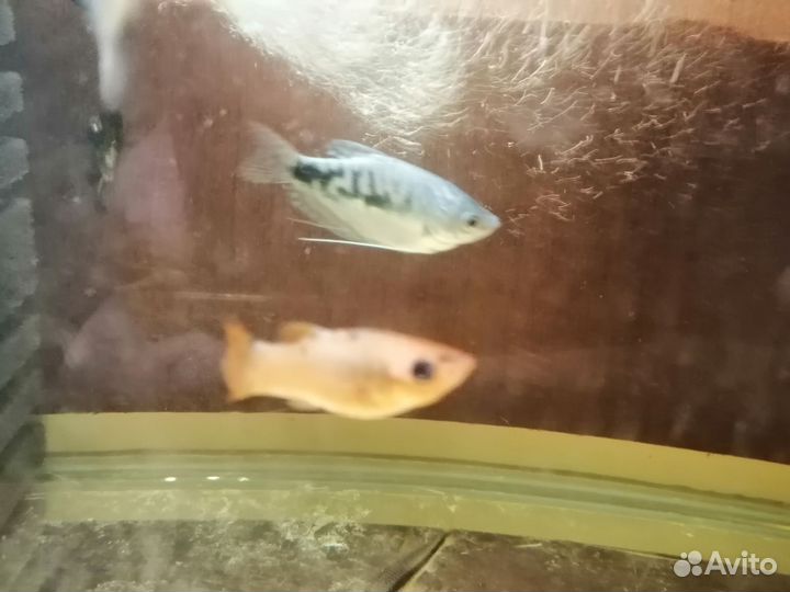 Аквариумные рыбки мирные