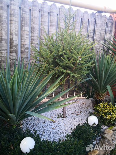 Ель саженцы