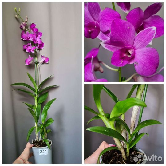 Орхидея Дендрофаленопсис