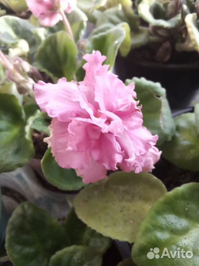 Продам фиалки, деток