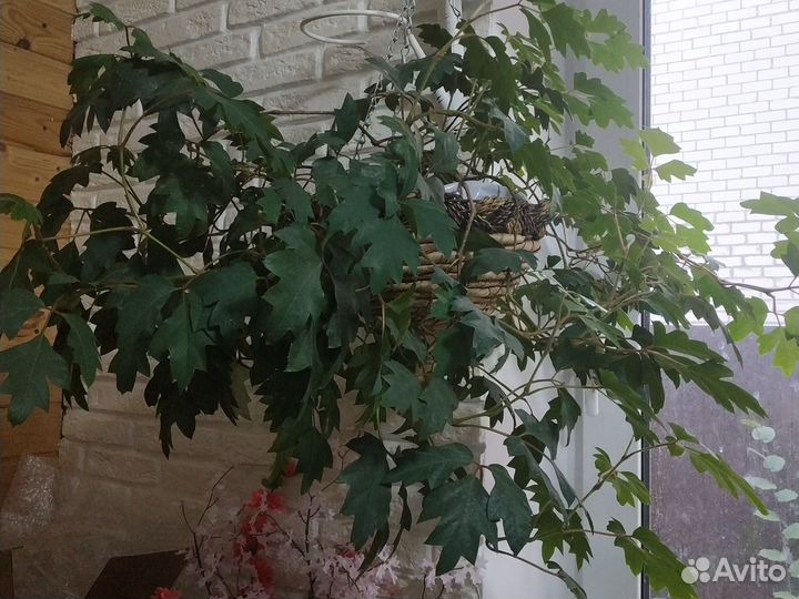 Спатифиллум,циссус, клеродендрум