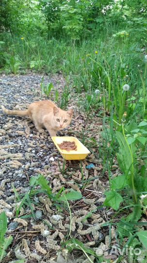 Кошечка в добрые руки