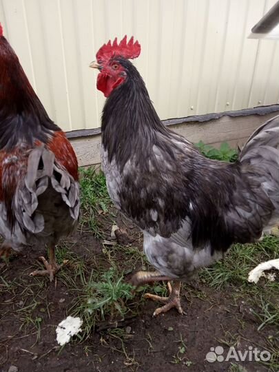 Куры и петухи
