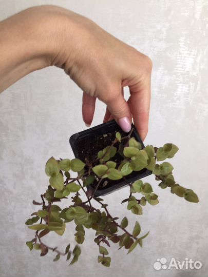 Каллизия жёлтая