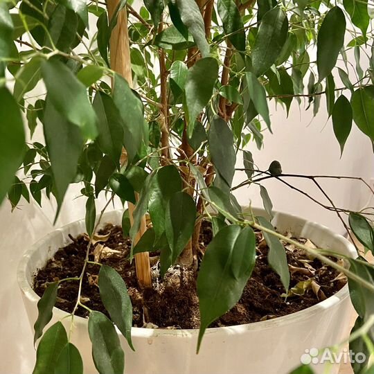 Бамбуковые стержни для подвязки растений