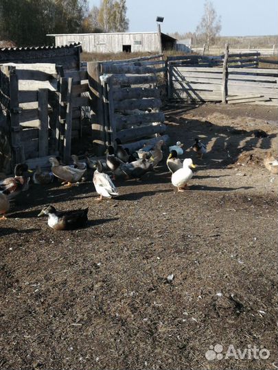 Утки голубой фаворит