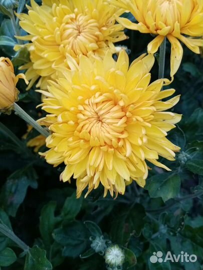 Ромашка. Хризантема