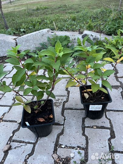 Гортензия метельчатая новинки