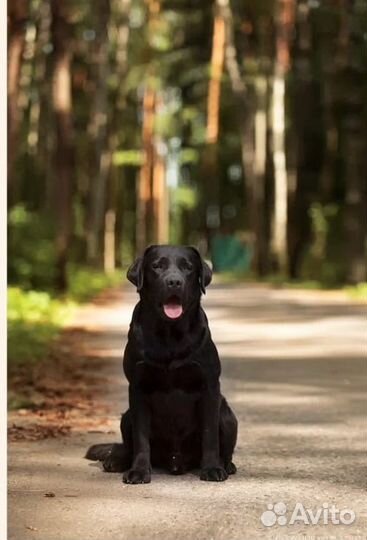 Щенки лабрадора