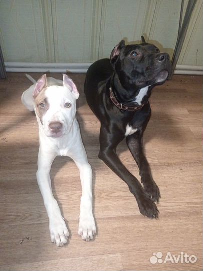 Американский питбультерьер щенки