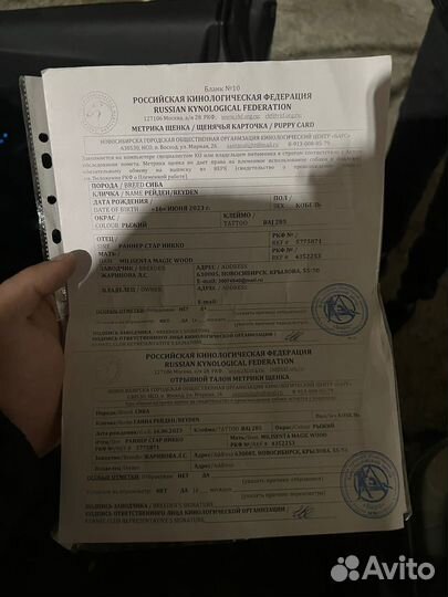 Щенок Сиба Ину