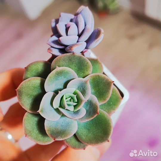 Суккуленты эхеверии пахифитум эониум