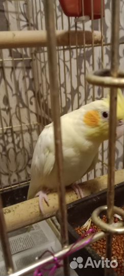 Птенцы корелла