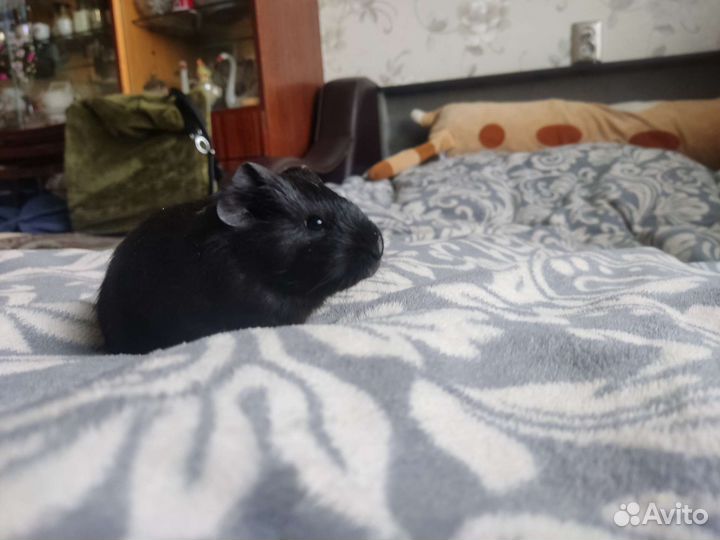 Морская свинка