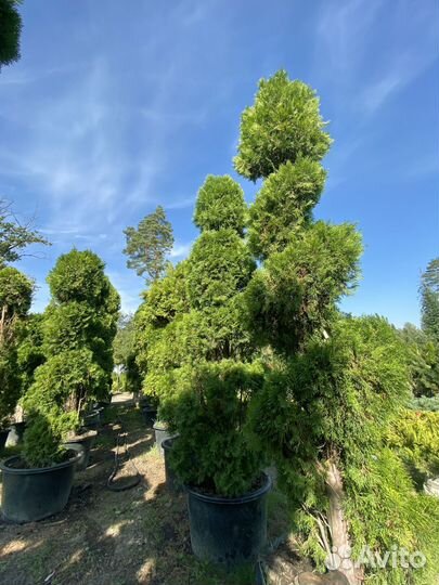 Туя Смарагд Спираль 250 см