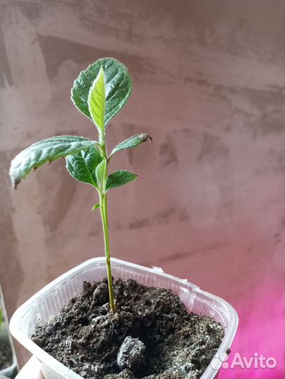 Саженцы: пальмы, мушмула, магнолия