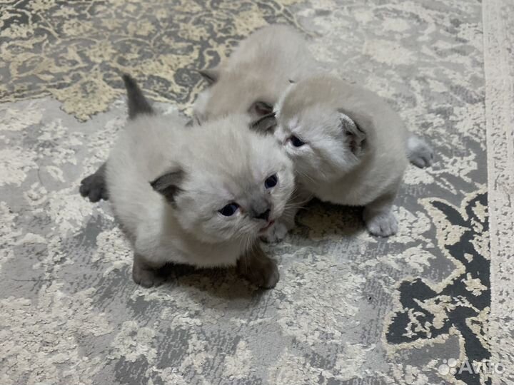 Британские котята