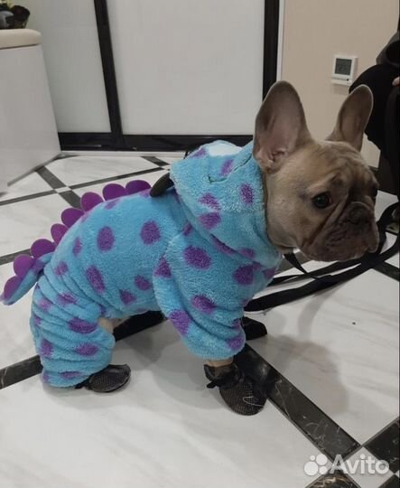 Одежда для собак