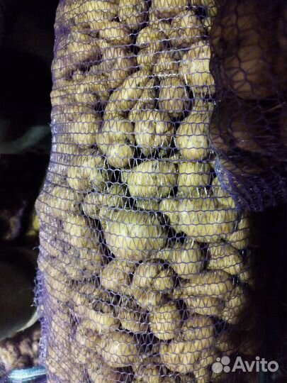 Товары для животных