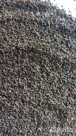 Семена фацелии