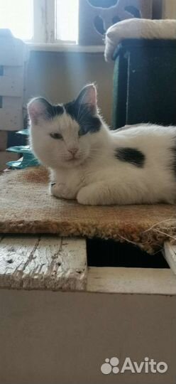 Кот бесплатно